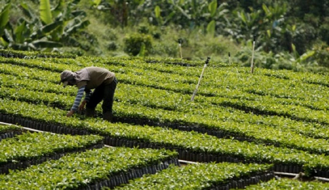 Normas fitosanitarias: El mundo busca normas para una agricultura sin plagas