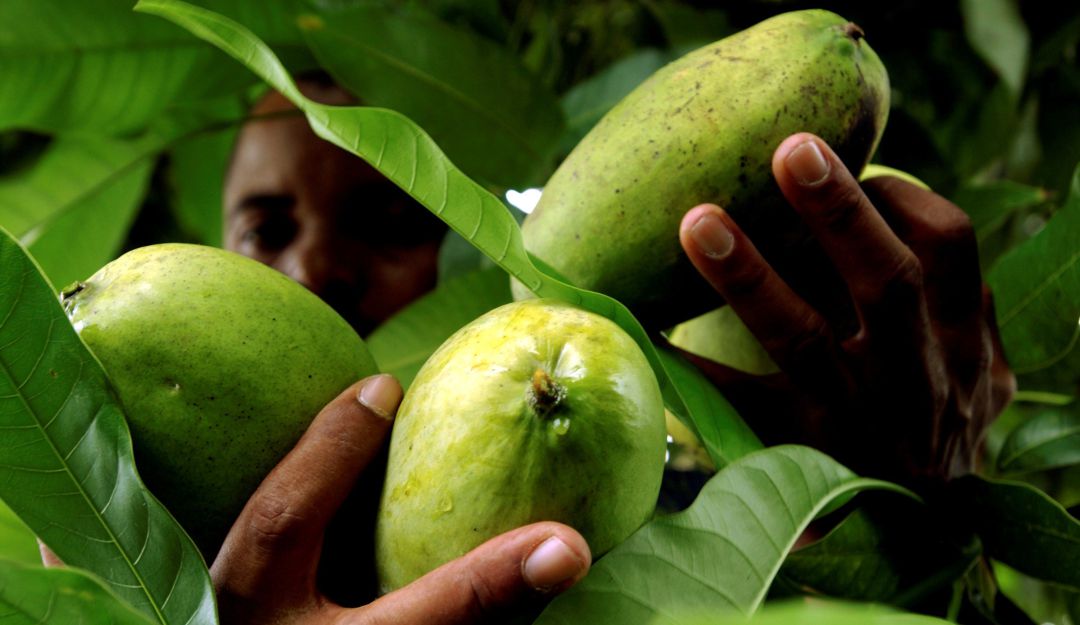 Más de 180 países firmantes de la Convención Internacional de Protección Fitosanitaria están negociando la elaboración de normas globales contra las plagas en el agro.