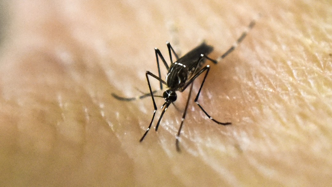 Skrillex, una canción que reduce la reproducción del Aedes aegypti