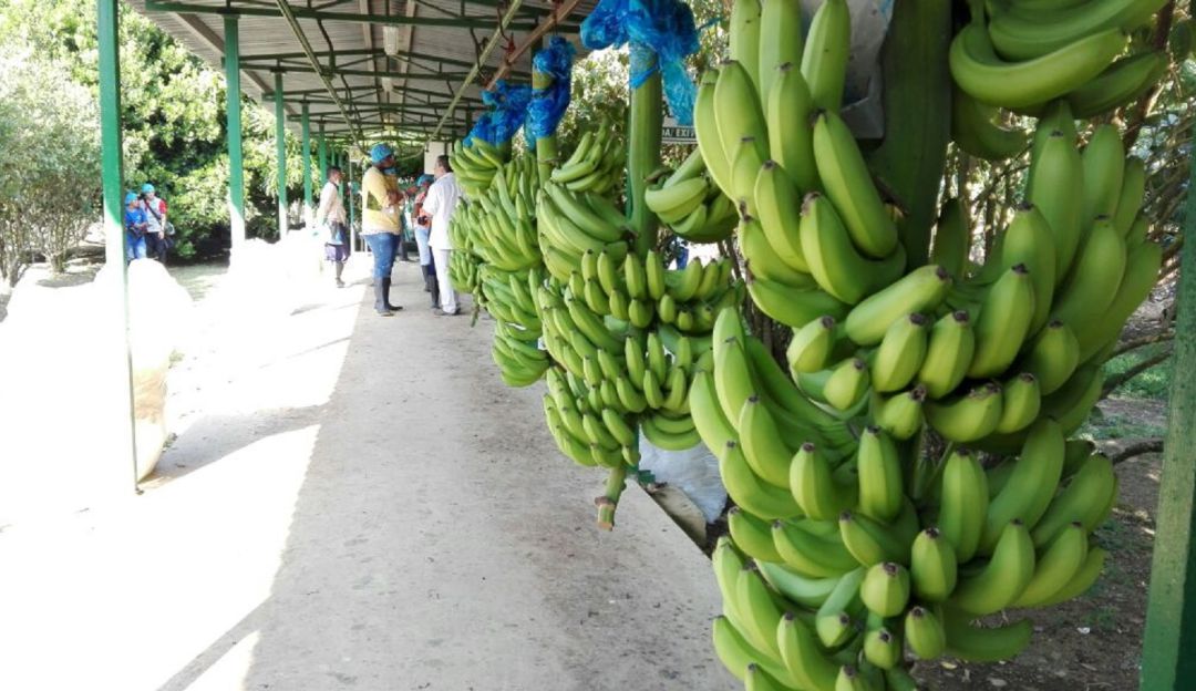Exportaciones bananeros colombianas, Gremio bananero Augura, agro colombian: Gobierno Nacional apoyará exportación de banano a China