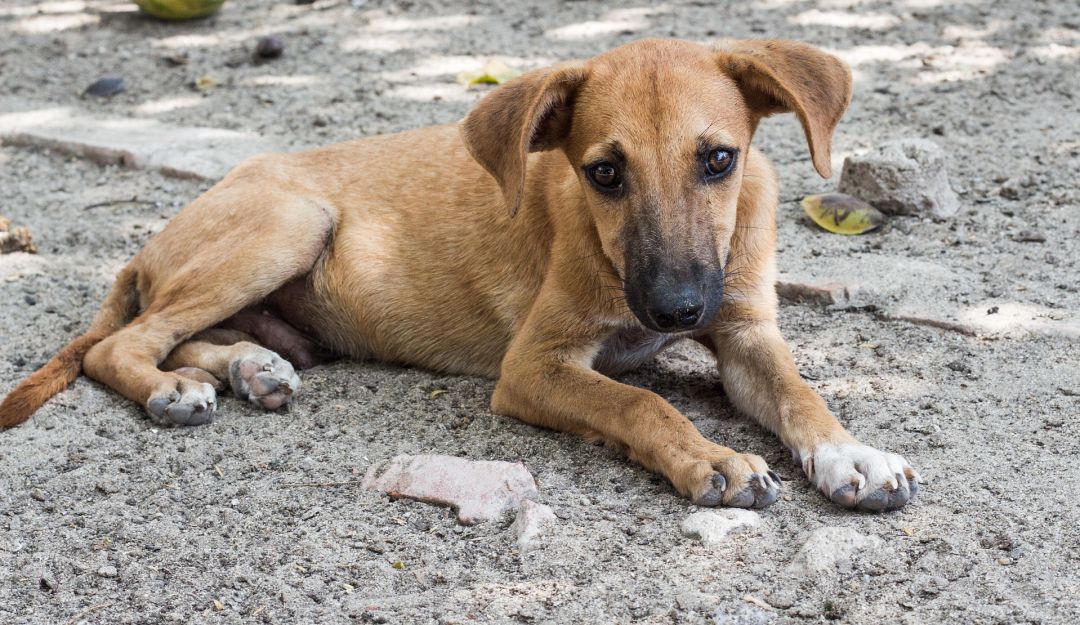 Cómo es mantener una mascota en Venezuela