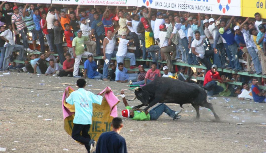 Fiestas de corralejas Bolívar: En Bolívar ordenan conservación de animales en fiestas de corralejas