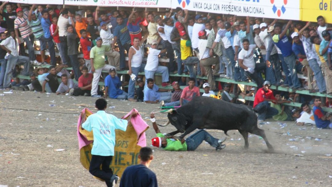 En Bolívar ordenan conservación de animales en fiestas de corralejas