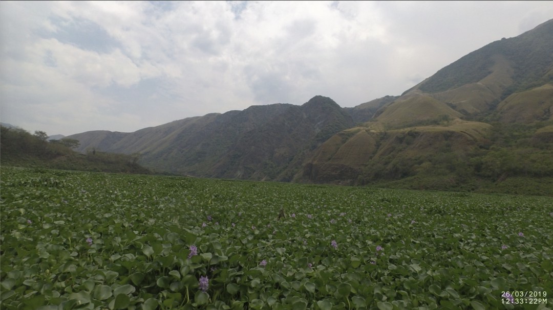 Proyecto Hidroituango está matando el río Cauca