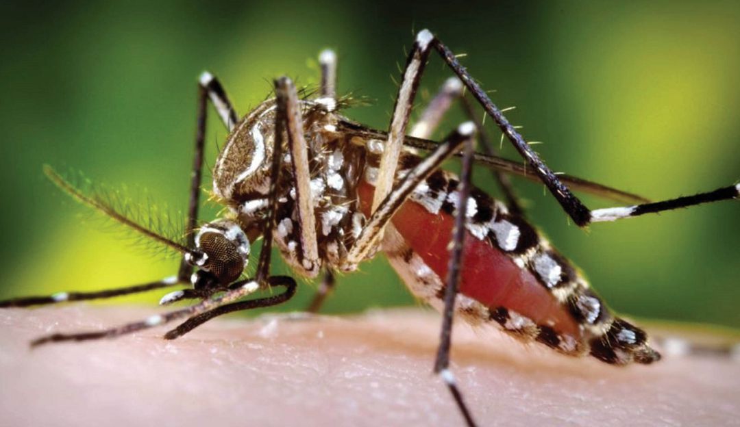 Caso de dengue: Más de 700 municipios están en riesgo por brotes de Dengue