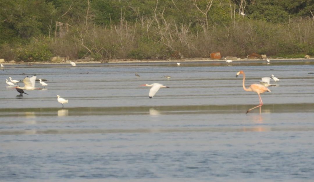 impacto ambiental: Conozca el plan ecoturístico en la Ciénaga de la Virgen en Cartagena