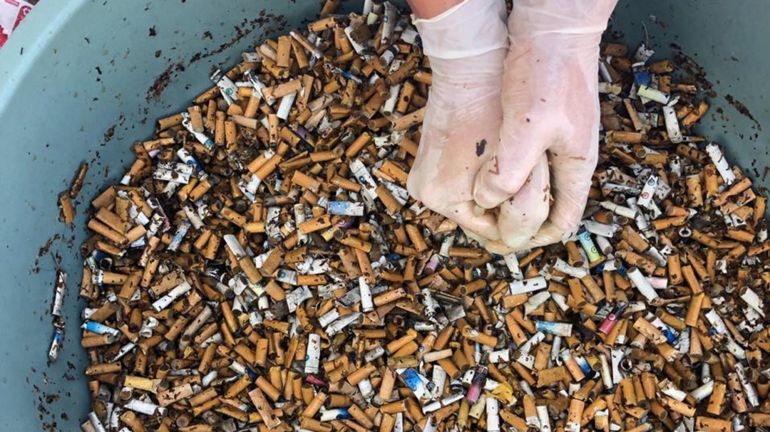 La nueva vida de las colillas de cigarrillo