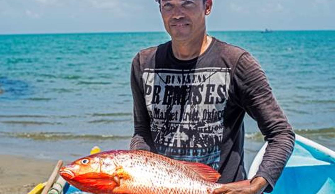 Peces: Pescados del Golfo de Morrosquillo, nueva imagen y mejor calidad