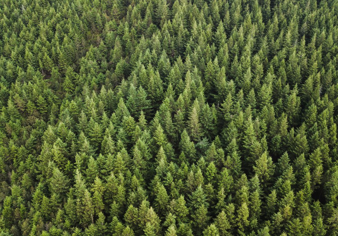 Vincúlate en la siembra de 8 mil árboles en la Reserva de Encenillo