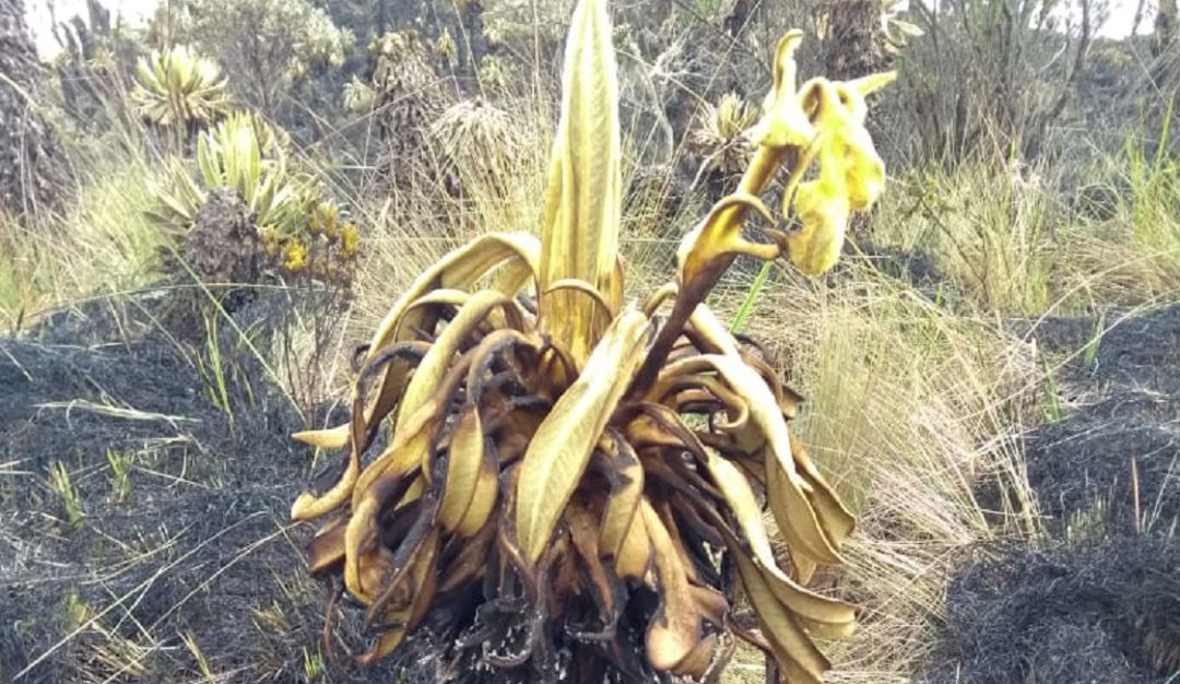 La emergencia dejó varios frailejones quemados. La emergencia dejó varios frailejones quemados.