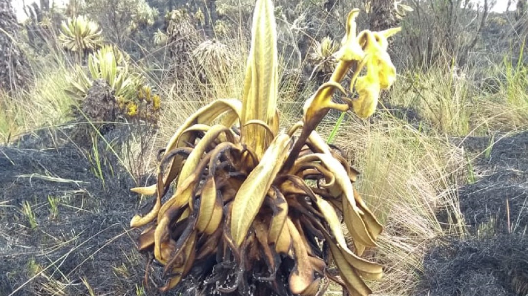 Tragedia por 65 hectáreas de bosque y frailejones calcinados en Boyacá