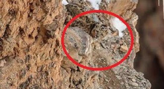 ¿Ve al leopardo?: Nuevo reto viral: Encuentre al leopardo camuflado en una roca ¿Ve al leopardo?: Nuevo reto viral: Encuentre al leopardo camuflado en una roca