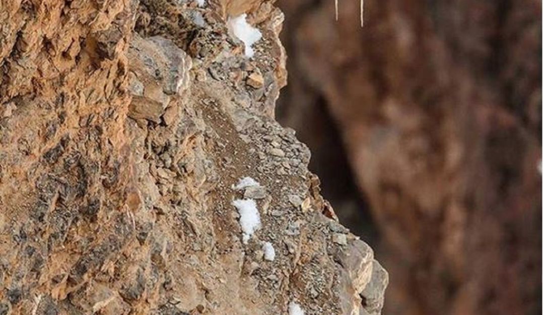 ¿Ve al leopardo?: Nuevo reto viral: Encuentre al leopardo camuflado en una roca