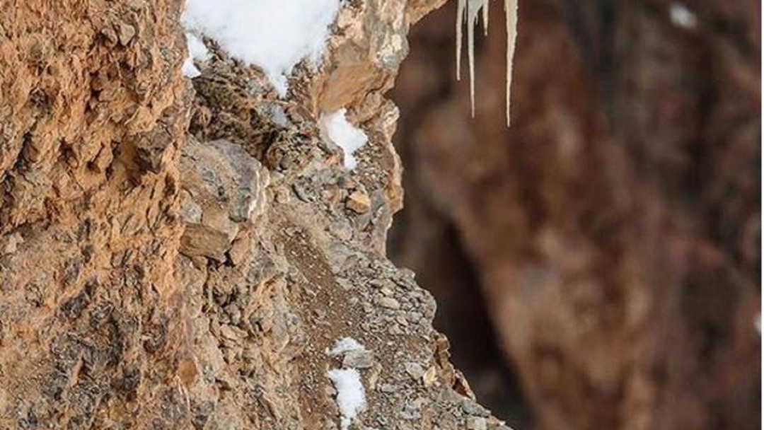 Nuevo reto viral: Encuentre al leopardo camuflado en una roca