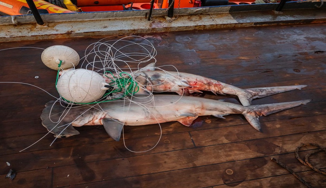 Pesca ilegal: Buques pesqueros ecuatorianos y de Costa Rica saquean santuario de Malpelo