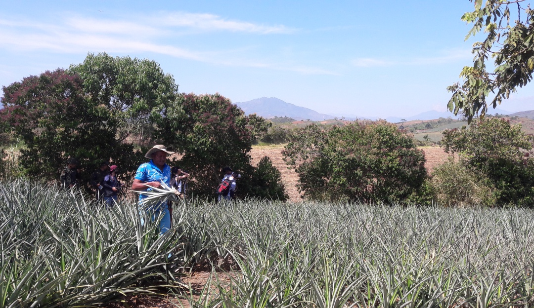 Plan de desarrollo Colombia: Denuncian mico “legaliza-tierras” en el Plan de Desarrollo
