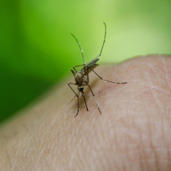 El dengue, una enfermedad en aumento