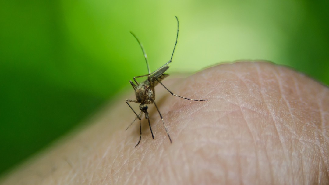 El dengue, una enfermedad en aumento