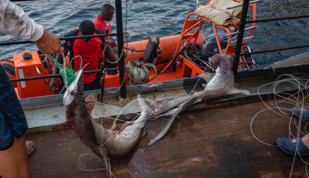 "Pesca ilegal en Malpelo, es un problema igual al narcotráfico": "Pesca ilegal en Malpelo, es un problema igual al narcotráfico"