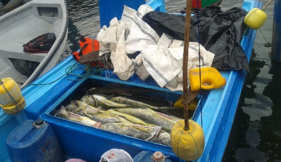 Pesca ilegal: 29 detenidos este año por pesca ilegal en el Pacífico