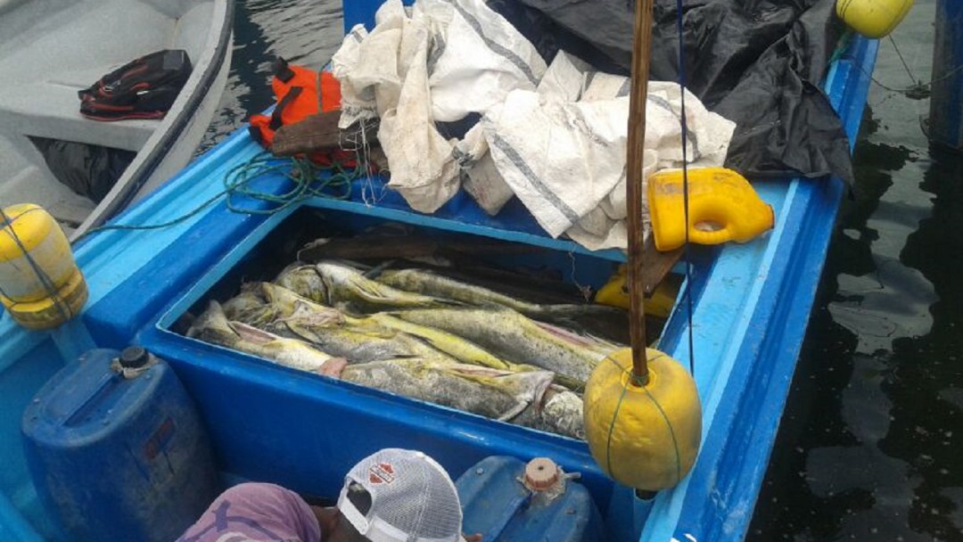 29 detenidos este año por pesca ilegal en el Pacífico