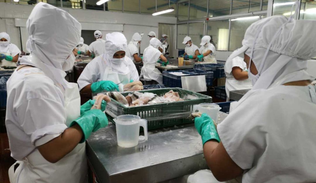Risaralda entre los departamentos líderes en producción piscícola