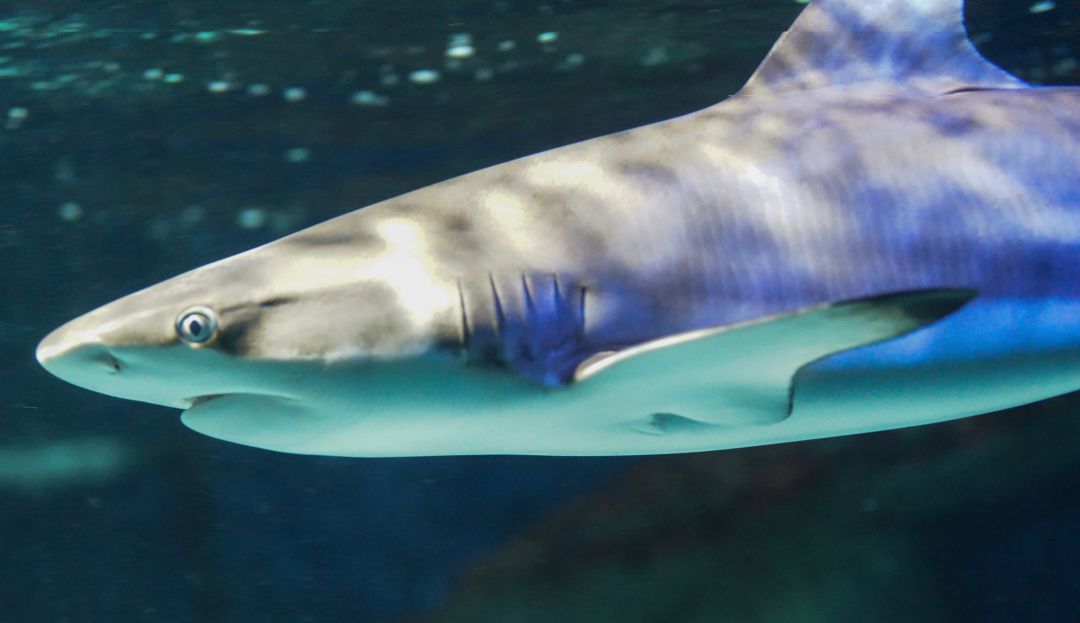 Un tiburón muerde a una niña de 10 años en una playa de Florida