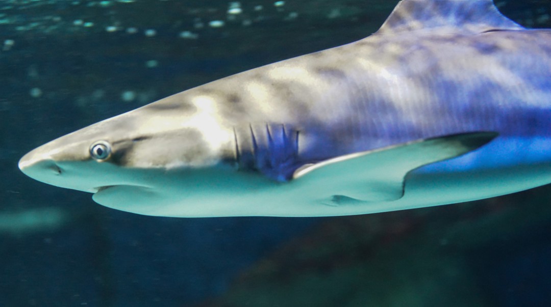 Un tiburón muerde a una niña de 10 años en una playa de Florida