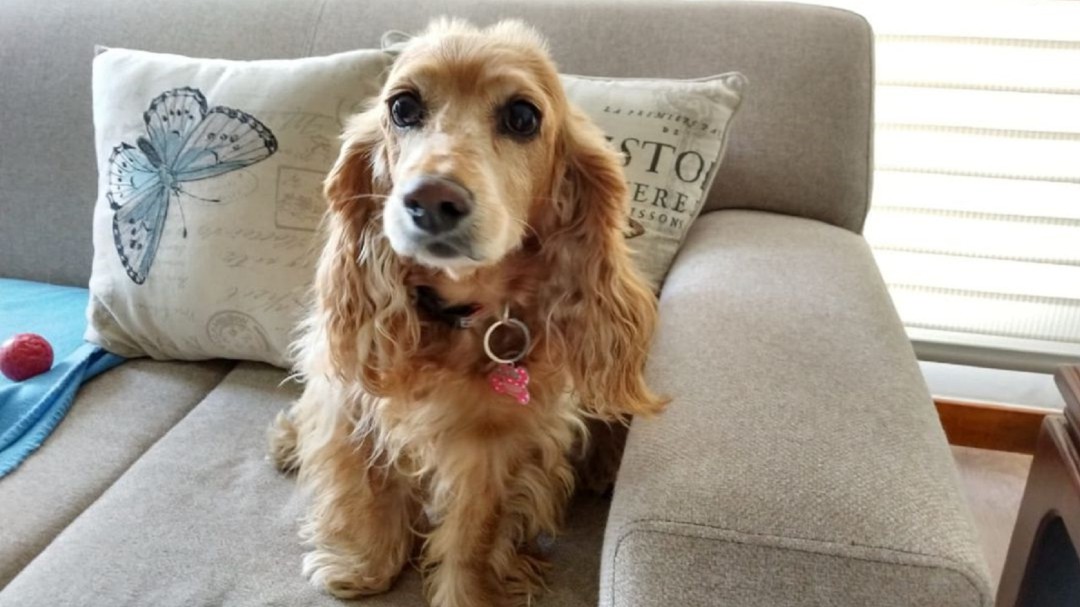 Luna, la perrita sobreviviente de cáncer