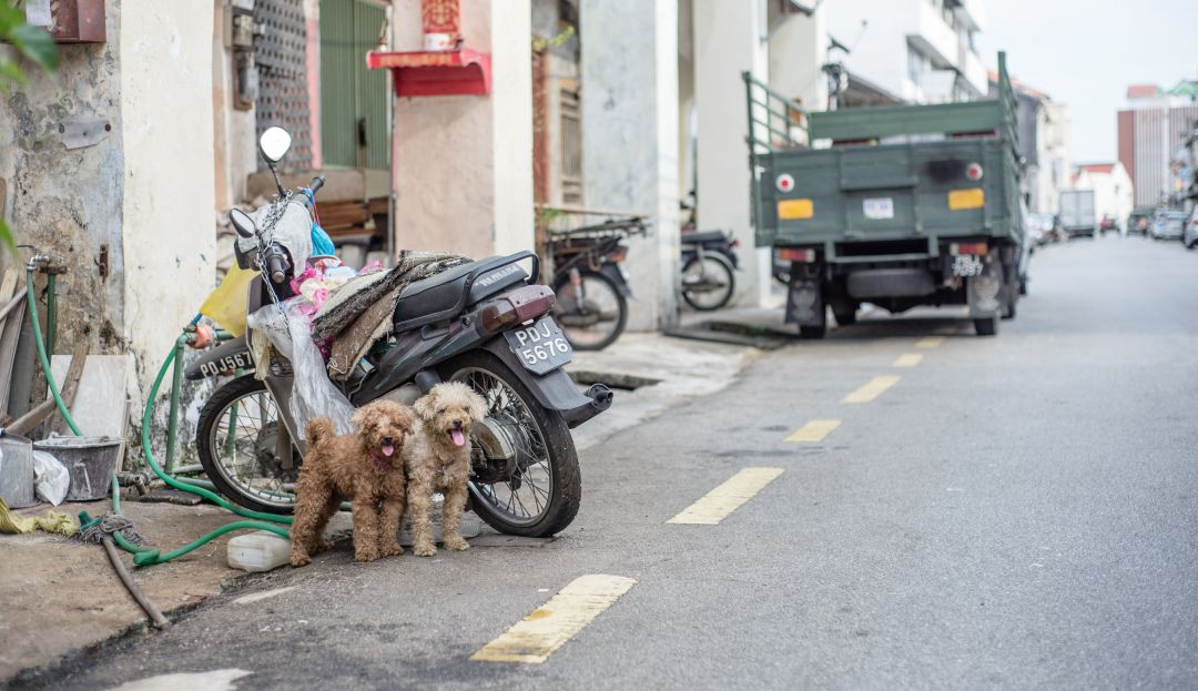 ¡Buena noticia! Por ley se protegerían en el país a los perros callejeros