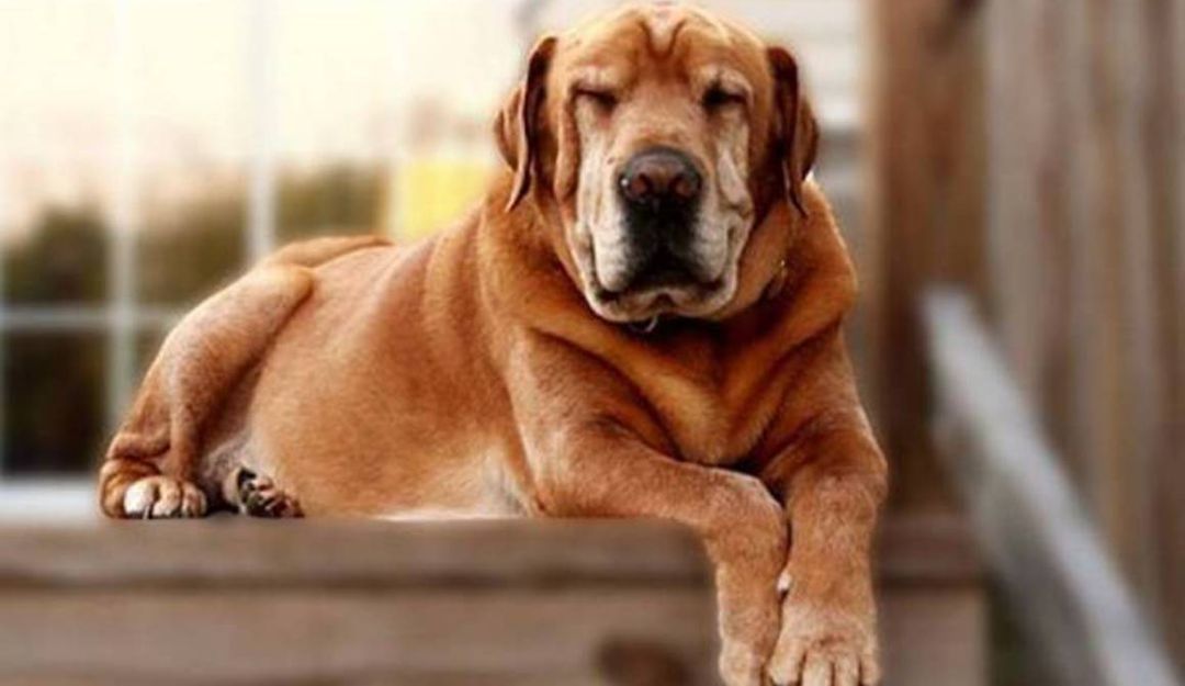 Los animales también sufren, gozan, tienen vanidades y depresiones