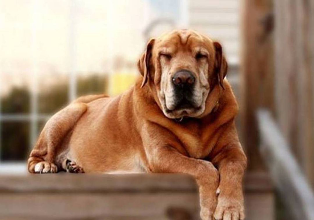 Los animales también sufren, gozan, tienen vanidades y depresiones