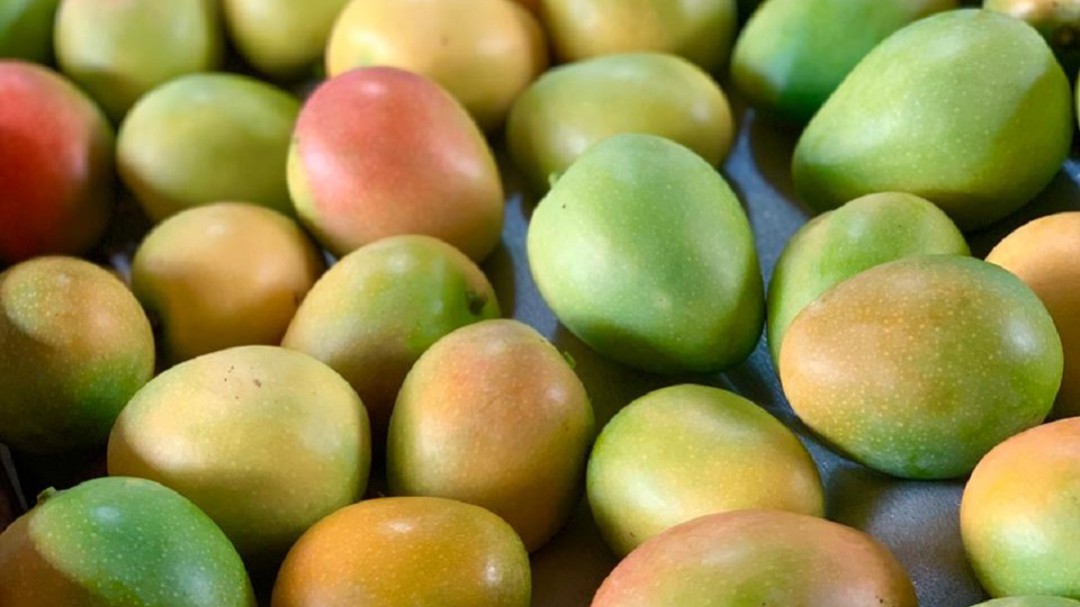El mango, una fruta muy rica en nutrientes
