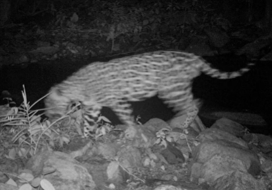Primer registro de un Jaguar captado por cámaras trampa en la Sierra Nevada