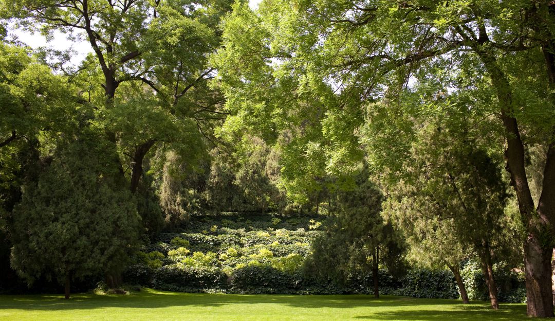 Bosques urbanos y periurbanos para mitigar cambios climáticos extremos en las ciudades.