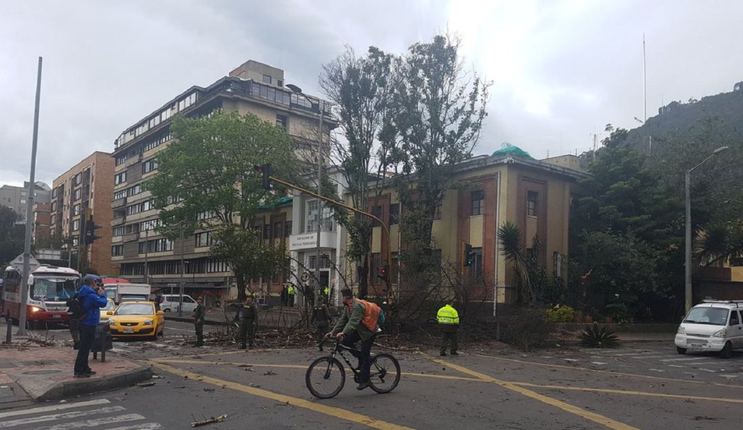 Arboles en Bogotá: Al día en promedio se reportan tres árboles caídos en Bogotá