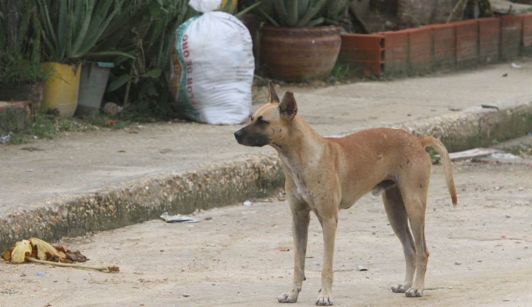 Preocupación en Pereira por la cantidad de perros y gatos callejeros