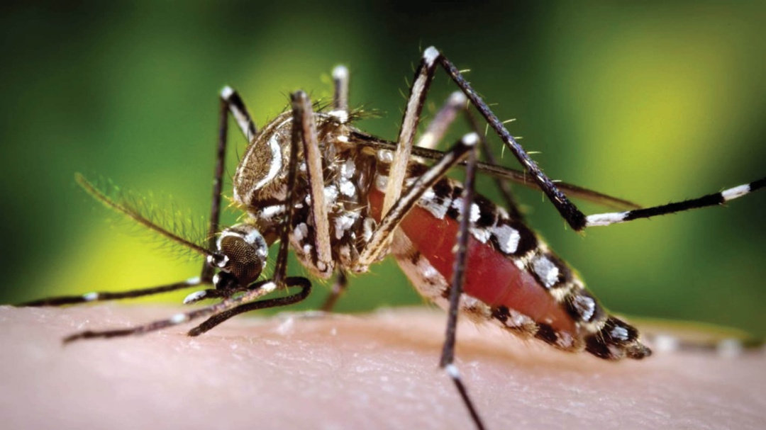 Asciende a 7 las muertes probables por dengue en el Atlántico