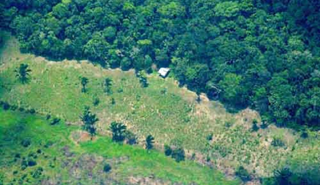Colombia, uno de los países con mayor destrucción de selvas tropicales
