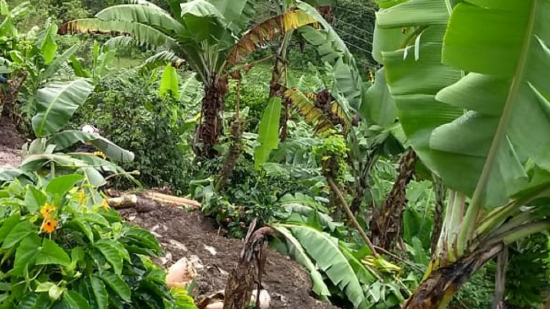 Café y plátano los cultivos más afectados por las lluvias