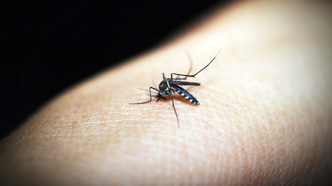 En Colombia se registran cada año más de 60.000 casos de Malaria