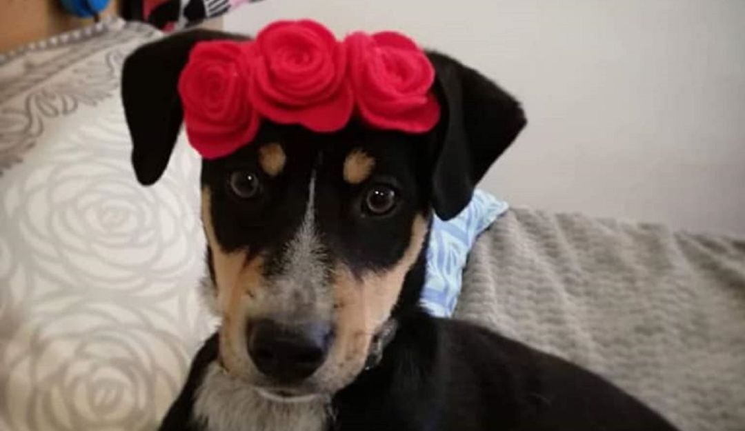 Frida