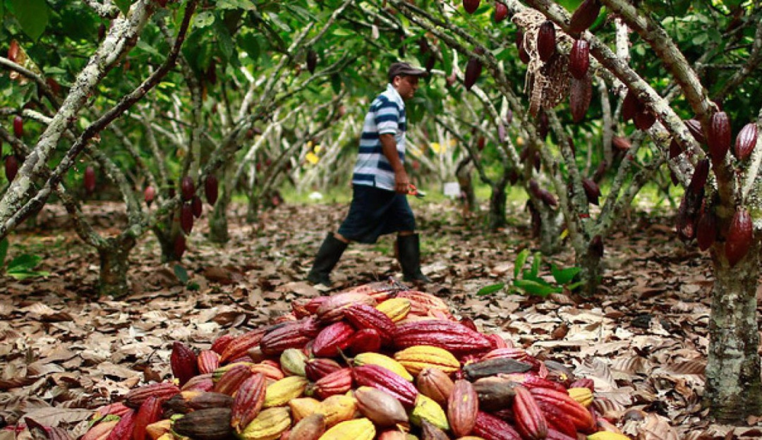 Producción de cacao