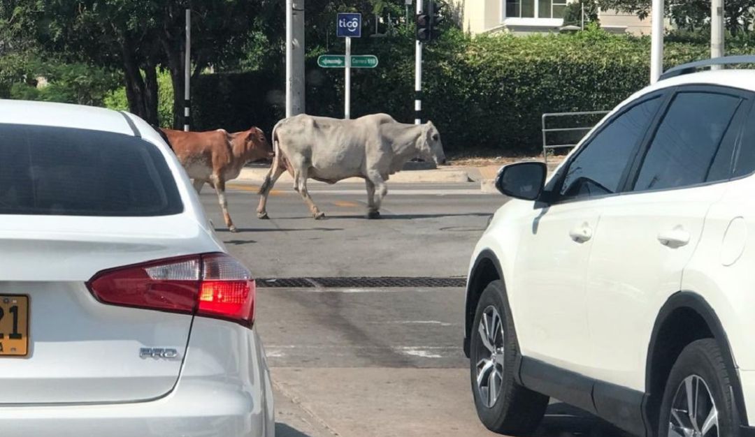 Vacas: Vacas generan tráfico y daños en zonas verdes en el norte de Barranquilla