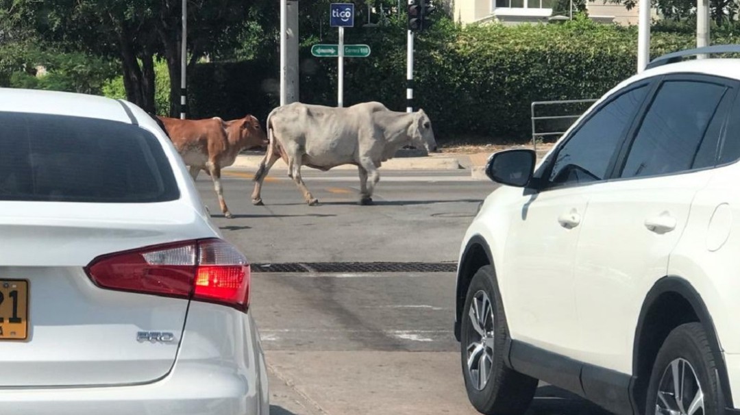Vacas generan tráfico y daños en zonas verdes en el norte de Barranquilla