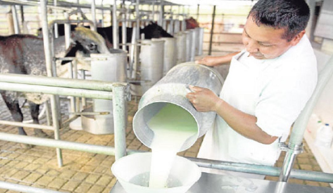 En Antioquia hay 7 mil toneladas de leche represada: En Antioquia hay 7 mil toneladas de leche represada