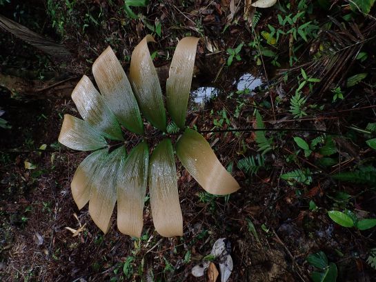 S.O.S por las Zamias, plantas milenarias en extinción S.O.S por las Zamias, plantas milenarias en extinción