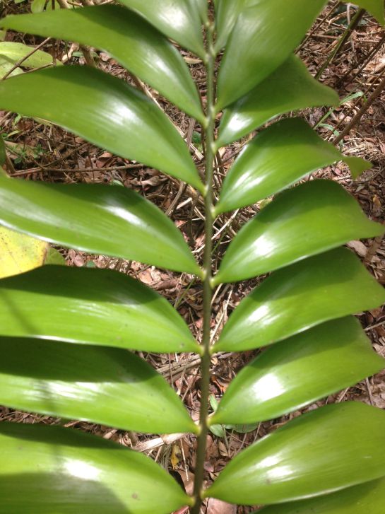 S.O.S por las Zamias, plantas milenarias en extinción S.O.S por las Zamias, plantas milenarias en extinción