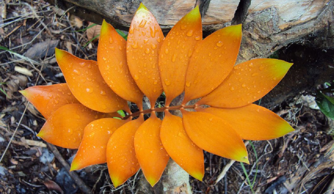 S.O.S por las Zamias, plantas milenarias en extinción