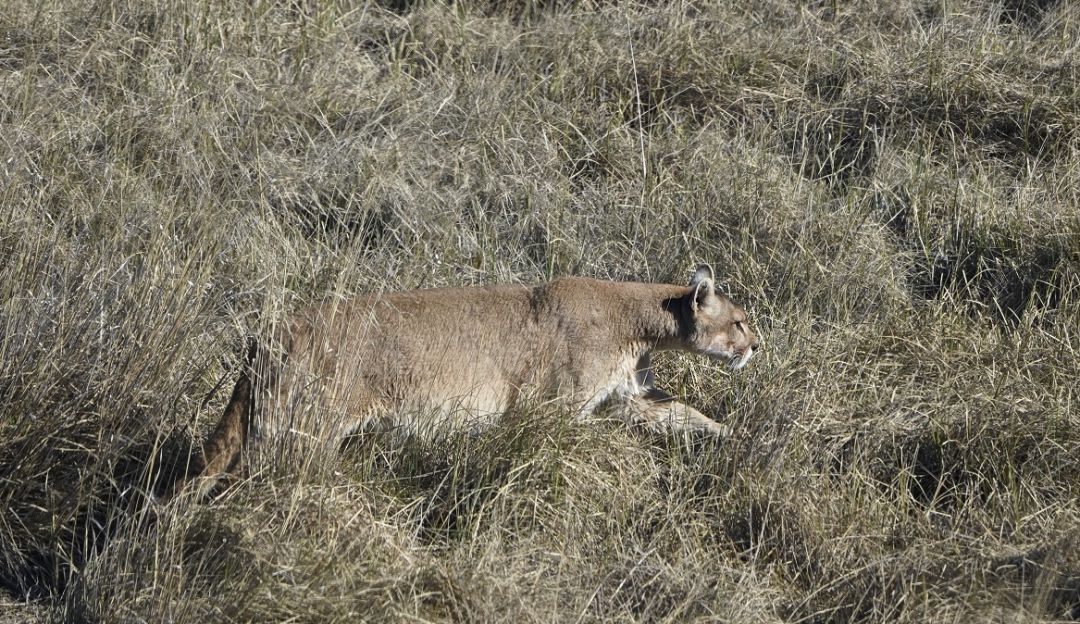 Puma en Córdoba: Campesinos asesinan un Puma en Córdoba